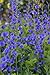 50 BLUE WILD INDIGO (False Indigo) Baptisia Australis Flower Seeds