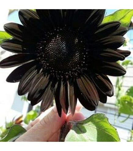 Semillas De Girasol Azul Brillante 50 Unidades ¡Alta Germinación Y No OGM!