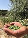 Henri Mor Private Reserve, Spanish Extra Virgin Olive Oil (EVOO), Single Variety Arbequina, Early Harvest, Cold Pressed, Non GMO, All Natural, Award Winner