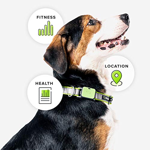 Whistle Go Explore Ultimate Health & Location Tracker for Pets