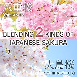 Sakura Latte -Creamy and Aromatic Foam- Using
