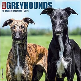 greyhound intelligence