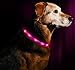 Illumiseen LED Dog Necklace Collar - USB Rechargeable Loop - Available in 6 Colors - Makes Your Dog Visible, Safe & Seen