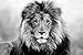 face eyes lion fur mane-Animal - Art Print On Canvas Rolled Wall Poster Print - Black and White 36