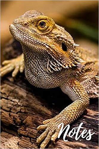 bearded dragon stuffed animal amazon