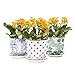 Chive - Liberte, Succulent and Cactus Planter Pot with Drainage Hole and Saucer, Small Porcelain Pot - Bulk 3 Pack Tray and Dish