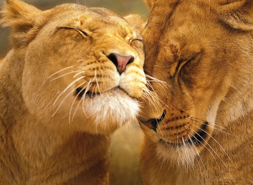Clemetoni: Loving Lions 500 Pieces Puzzle