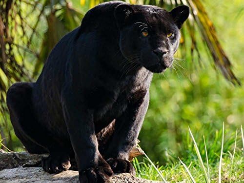 Black Jaguar -Oil Painting On Canvas Modern Wall Art Pictures For Home Decoration Wooden Framed (20X16 Inch, Framed)
