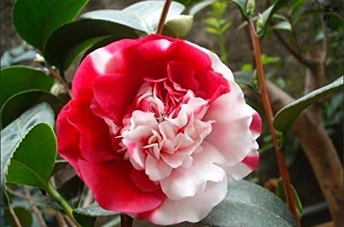 10 Camellia Seeds, Flower Seeds, Diy Potted Plants,Indoor Outdoor bonsai pot plant for home garden