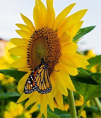 DIY Diamond Painting Cross Stitch Flowers Pattern 5D Diamond Embroidery Sunflower Mosaic Butterfly