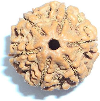 Divine Center 6 SIX MUKHI RUDRAKSHA RUDRAKSH SINGLE PIECE NEPAL ORIGIN A+ QUALITY ENERGIZED