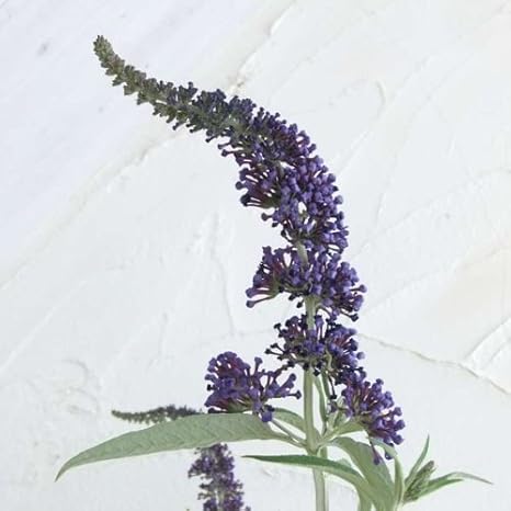 Amazon Co Jp わい性ブッドレア アドニスブルー 5号ポット 蝶が好む花 ホーム キッチン