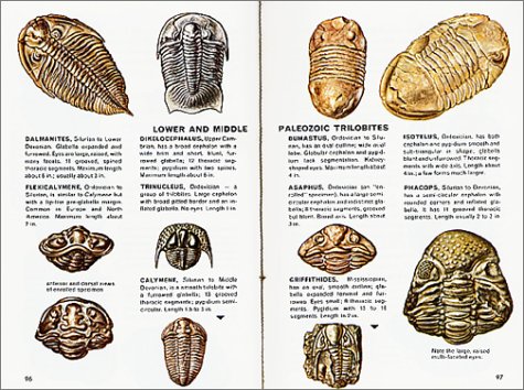 Fossils: A Fully Illustrated, Authoritative and Easy-to-Use Guide (A Golden Guide from St. Martin's Press) - Thumbnail 4
