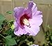 Full Blast TM Rose of Sharon Hibiscus - 4" Pot - Proven Winners