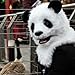 Thumbsup UK, Panda Mask Costume