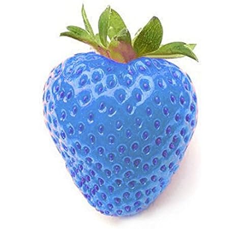 Download Amazon Com 100 Pcs Strawberry Seeds Nutritious Delicious Blue Free HD Wallpaper Amazon Com 100 Pcs Strawberry Seeds Nutritious Delicious Blue For Android Free