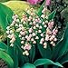 (Pink Lily *Ambizu*) Rare 'Feng Die' Pink Lily of the Valley Convallaria Majalis Perennial Flower Seeds, Professional Pack, 50 Seeds