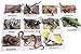 Montessori Australian Animal Match Cards and Figurines. Nomenclature Science Work Continent Box