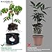 MAXSISUN 5-Pack 10 Gallon Plant Grow Bags, Heavy Duty Thickened Non-Woven Aeration Fabric Pots Container with Reinforced Handles for Gardeningthumb 3
