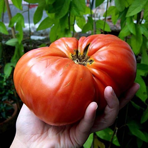 FastDirect Semillas de Tomates Gigantes Rojos 10 PCS Semillas de ...