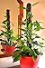 Mosser Lee Sphagnum Moss Pole for Indoor Plants, Monstera Moss Pole, Plant Pole Made in USA - Ideal for Climbing Plants, Enhances Plant Growth & Stability - 12