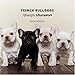 French Bulldogs: Lightweights Littermates