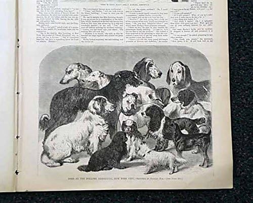 revolution for dogs amazon