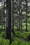 Skrivstart Sweden: Journal, Diary, Notebook, Travel Log (Swedish Mossy Forest) (6 x 9 Lined Pages) (Skrivstart Sweden Series from THINK LAGOM) by 