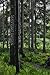 Skrivstart Sweden: Journal, Diary, Notebook, Travel Log (Swedish Mossy Forest) (6 x 9 Lined Pages) (Skrivstart Sweden Series from THINK LAGOM) by 