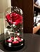 HOMESEASONS Enchanted Rose,Beauty and The Beast Red Rose, Pre-Lit Silk Rose in Glass Dome (Red)