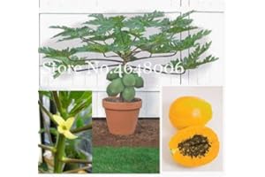 100% True Papaya Seed Tree Organic Carica Papaya Seed for Garden Vegetable Fruit Plants Sementes Tropic Fruit - 50 Pcs - (Col