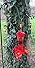 Tip-Top Garden Supply Copper Hummingbird Feeder Ant Trap, Bug Trap, Ant Guard, Ant Moat (3, Natural Copper)