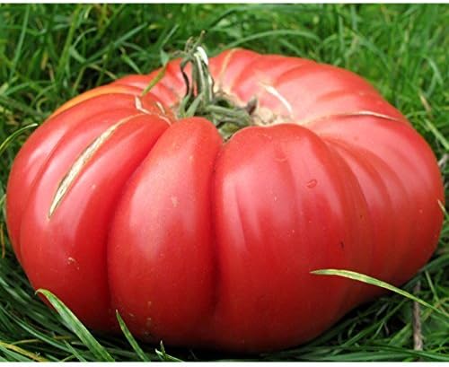 MONSTER TOMATO 5 SEEDSGIANT FRUIT!! #1155