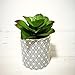 Pretty Home Potted Artificial Succulent Plants, Set of 3, Tile Pattern Pots