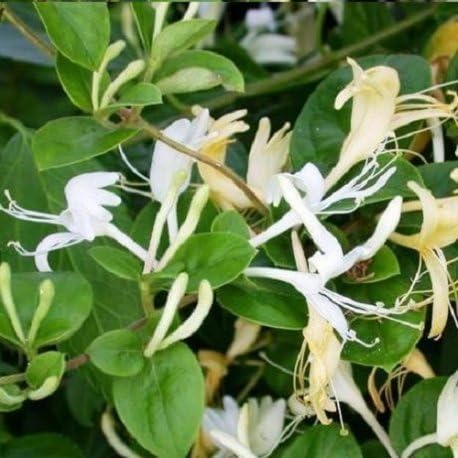 Madreselva Caprifolium (Lonicera): Maceta de 1.5 litro ...