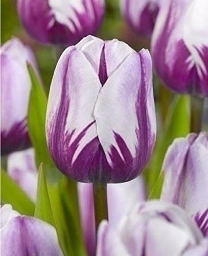 Viridis Hortus - 10 x Rems Favourite Triumph Tulip Flowering Bulbs (We ONLY ship this Item with-in UK)