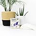 Veeda Natural Cotton Day Pads for Women - Heavy Flow Absorbent Ultra-Thin Feminine Pads with Wings - Hypoallergenic Period pads - Unscented & Chlorine free Sanitary Napkins - 14 Count