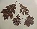 Leaf Accents Set of 4 Metal Wall Art Decor