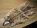 Tanned Coyote Hide #2 Quality Split Open Fur