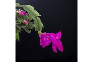 TriStar Plants - Thanksgiving Cactus - 4" inch Pot, Fasle Christmas Cactus, Easter Cactus, Holiday Plant, Winter Flowers, Christmas Plants, Winter Blooms (Purple Dancer)