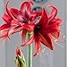 Easy to Grow Amaryllis Bogota - 1 Plant Bulb, Red Exotic Cybister Flowers Indoor Holiday or Spring Outdoor