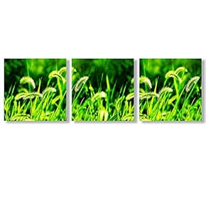 Canvas Wall Art Beautiful Green Gress Collections Picked Painting Artwork for Home Prints Framed - 12"x12"x3 Panels