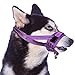 SlowTon Soft Dog Muzzle, Adjustable Padded Nylon Muzzle for Large Medium Dogs Anti Chewing Barking Biting, Allow Dog Pant & Drink (Purple, M)