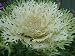 Ornamental Kale White Peacock 5 seeds! by HG
