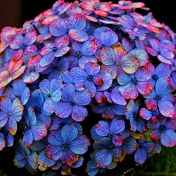 Kita Kan Jumpa Lagi By The Alva On Amazon Music Amazon Com