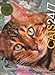 Cats 24/7: Extraordinary Photographs of Wonderful Cats - Book by Rick Smolan