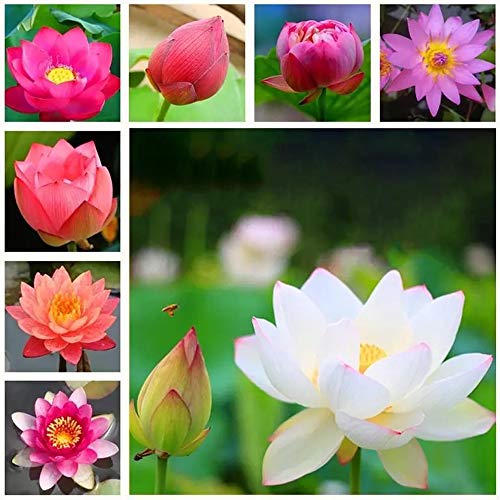 Bonsai Lotus Seeds,Water Lily Flower Plant,20PCS Finest Viable Aquatic Water Features Seeds,Home Garden Yard Decor (Mixed Color)