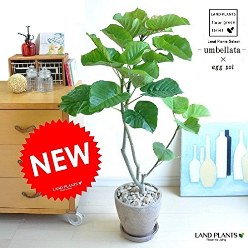 公式の Land Plants 観葉植物 ウンベラータ 茶色エッグポット B06x9kp4yy Www Terrazos Com Ec