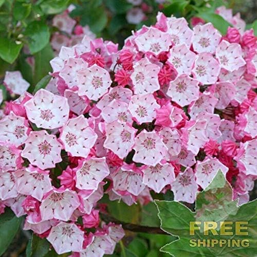 Mountain Laurel Kalmia Latifolia - 50 Seeds