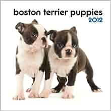 Boston Terrier Puppies 2012 7x7 Mini Wall Calendar